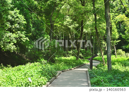 川崎市　宮前区　初夏の東高根森林公園 140160563