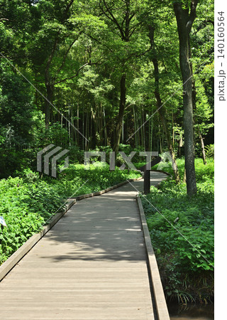 川崎市 宮前区 初夏の東高根森林公園 川崎市 宮前区 初夏の東高根森林公園 140160564