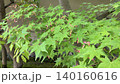 5月で庭に綺麗に咲き誇る新緑 140160616