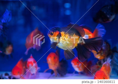 Tricolor oranda goldfish swimming in an aquarium tank at the famous Goldfish Market in Hong Kong. Tricolor oranda goldfish swimming in an aquarium tank at the famous Goldfish Market in Hong Kong. 140160811