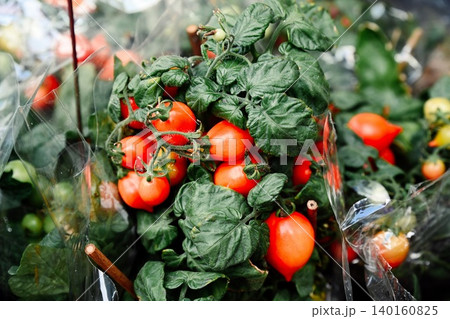 A close up view captures small potted dwarf cherry tomato plants with ripe red fruits wrapped in plastic for sale at the Flower Market in Hong Kong 140160825