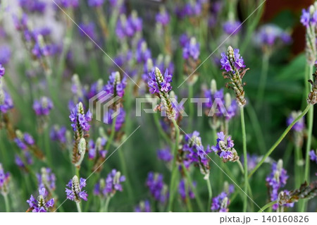 A close up selective focus view captures blooming purple pinnate lavender flowers for sale at the Flower Market in Hong Kong 140160826