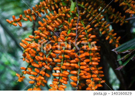 Vibrant orange palm tree fruits hang down from a textured trunk among green tropical branches in a wild jungle landscape in Hong Kong Vibrant orange palm tree fruits hang down from a textured trunk among green tropical branches in a wild jungle landscape in Hong Kong 140160829