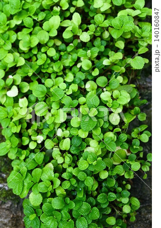 Lush green Pilea nummulariifolia creeping charlie plant background in Hong Kong Park with vibrant leaf texture closeup 140160847