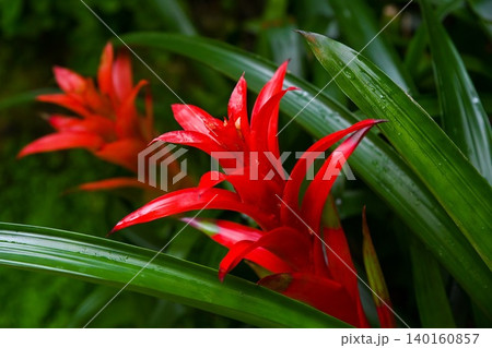 Close up of two vibrant red guzmania rana bromeliad flower blooming at Hong Kong Park for local exotic botanical garden and nature concept scene Close up of two vibrant red guzmania rana bromeliad flower blooming at Hong Kong Park for local exotic botanical garden and nature concept scene 140160857