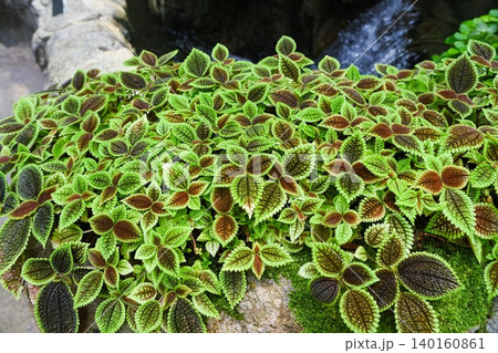 Close up of vibrant moon valley pilea plants growing over rocks at Hong Kong Park for local botanical garden and exotic nature exploration scene Close up of vibrant moon valley pilea plants growing over rocks at Hong Kong Park for local botanical garden and exotic nature exploration scene 140160861