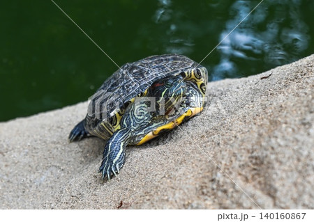 Close up of one red eared slider turtle crawling forward on a rock at Hong Kong Park for local Asian wildlife habitat and nature concept scene Close up of one red eared slider turtle crawling forward on a rock at Hong Kong Park for local Asian wildlife habitat and nature concept scene 140160867
