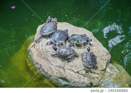 High angle view of five red eared slider turtle basking on a rock at Hong Kong Park for local Asian wildlife habitat and nature concept scene High angle view of five red eared slider turtle basking on a rock at Hong Kong Park for local Asian wildlife habitat and nature concept scene 140160868