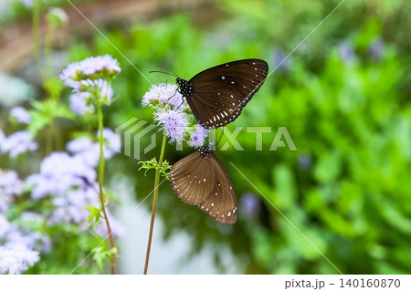 Two common crow butterflies feeding on ageratum conyzoides purple wildflower nectar under sunlight in Hong Kong public park Two common crow butterflies feeding on ageratum conyzoides purple wildflower nectar under sunlight in Hong Kong public park 140160870
