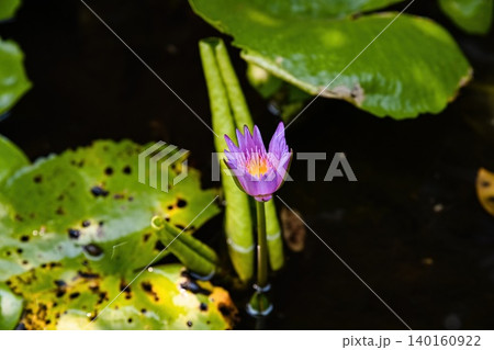 Single purple water lily flower bud blooming with a yellow center in a dark pond surrounded by green lily pad leaves outdoor Single purple water lily flower bud blooming with a yellow center in a dark pond surrounded by green lily pad leaves outdoor 140160922