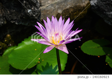 Beautiful purple lotus flower blooming with yellow center in a pond with green leaves and a natural stone background Beautiful purple lotus flower blooming with yellow center in a pond with green leaves and a natural stone background 140160923