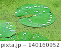 睡蓮の葉にできたひかる可愛い水滴 140160952