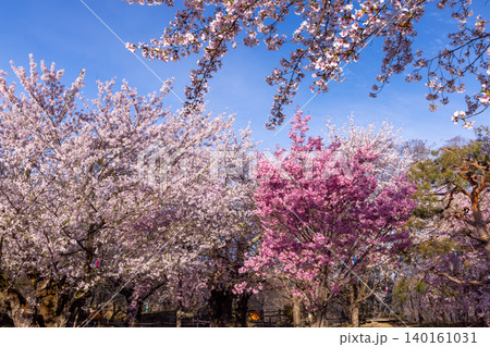 長野県小諸市丁 小諸城址懐古園馬場跡のソメイヨシノやヒガンザクラなど満開の桜の景色 長野県小諸市丁 小諸城址懐古園馬場跡のソメイヨシノやヒガンザクラなど満開の桜の景色 140161031