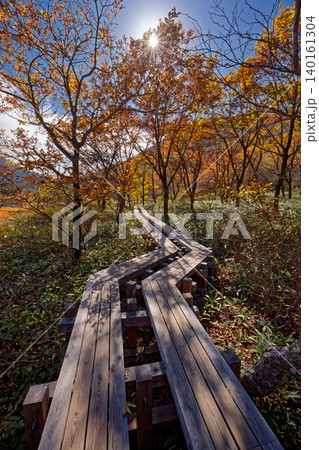 紅葉の赤城山・覚満淵の遊歩道 紅葉の赤城山・覚満淵の遊歩道 140161304