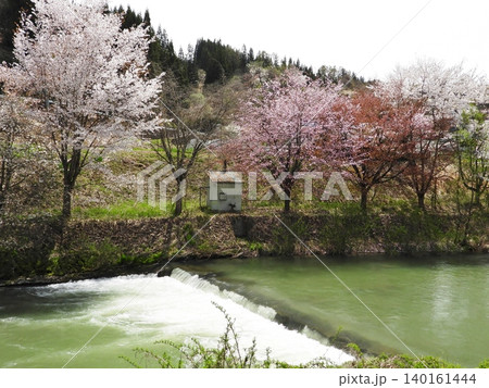エメラルドグリーンの裾花川沿いに咲く桜 140161444