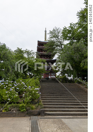 梅雨の季節の本土寺 千葉県松戸市 梅雨の季節の本土寺 千葉県松戸市 140161662