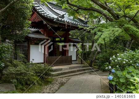 梅雨の季節の本土寺 千葉県松戸市 梅雨の季節の本土寺 千葉県松戸市 140161665
