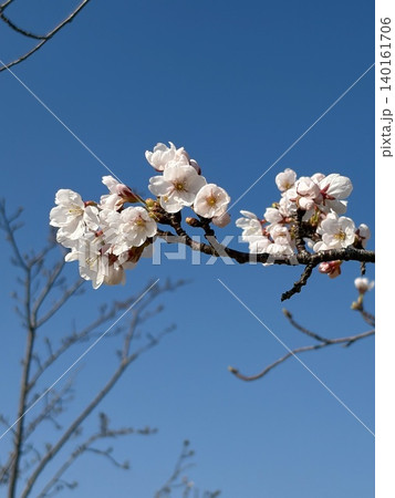 春の花 春 春景色 春の花 春 春景色 140161706