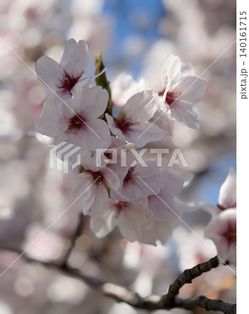 春の花 春 春景色 春の花 春 春景色 140161715