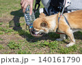 水を飲む犬・ペットウォーターボトル 140161790