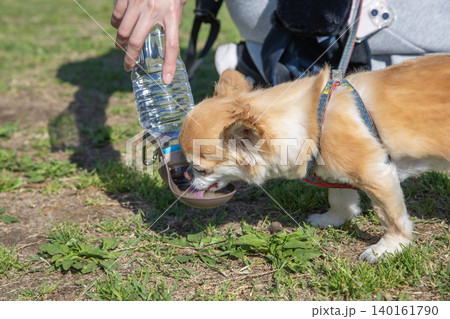 水を飲む犬・ペットウォーターボトル 水を飲む犬・ペットウォーターボトル 140161790