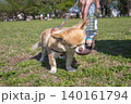 水を飲む犬・ペットウォーターボトル 140161794