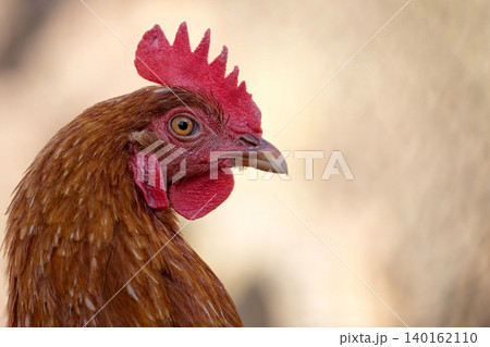 Hen on the farm a portrait 140162110