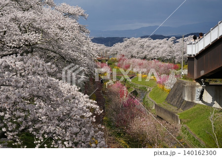 宮城県大河原町〜柴田町にあるカラフルな白石川一目千本桜 宮城県大河原町〜柴田町にあるカラフルな白石川一目千本桜 140162300