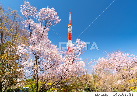 満開の桜と東京タワー 140162382