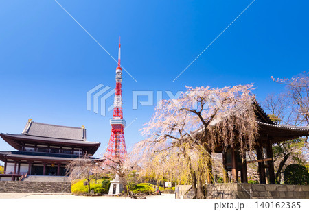 東京タワーと増上寺の桜 東京タワーと増上寺の桜 140162385
