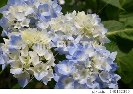 白い紫陽花 白い紫陽花 140162390