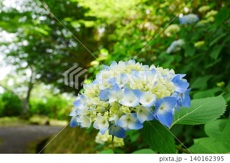 青い紫陽花 青い紫陽花 140162395