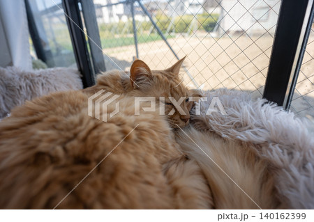 窓辺で眠る猫　茶トラ猫 140162399