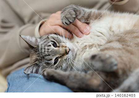可愛い猫に触れる飼い主 可愛い猫に触れる飼い主 140162403