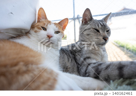 窓辺でくつろぐ猫 窓辺でくつろぐ猫 140162461