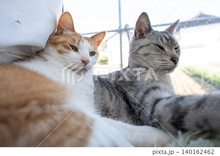 窓辺でくつろぐ猫 窓辺でくつろぐ猫 140162462