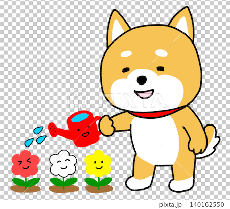 一隻柴犬正用澆水壺為美麗的花朵澆水。 140162550