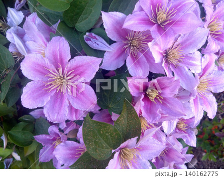 淡いピンクのクレマチスが彩る華やかな花景色 淡いピンクのクレマチスが彩る華やかな花景色 140162775