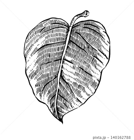 A hand-drawn ink drawing of a hydrangea flower leaf, a botanical illustration of foliage. This leaf illustration is suitable for printing on fabric and paper, design, decor, and pattern making 140162788