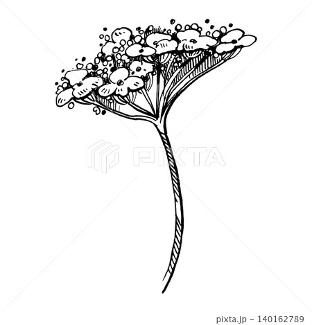 Viburnum flower, viburnum bud, hand-drawn with ink. Botanical sketch of a blooming viburnum branch. Graphic illustration for scrapbooking, invitation design, and nature-themed projects Viburnum flower, viburnum bud, hand-drawn with ink. Botanical sketch of a blooming viburnum branch. Graphic illustration for scrapbooking, invitation design, and nature-themed projects 140162789