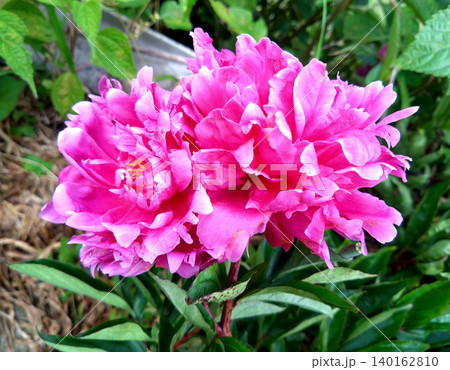 鮮やかなピンク色が映える満開のシャクヤクの花 鮮やかなピンク色が映える満開のシャクヤクの花 140162810