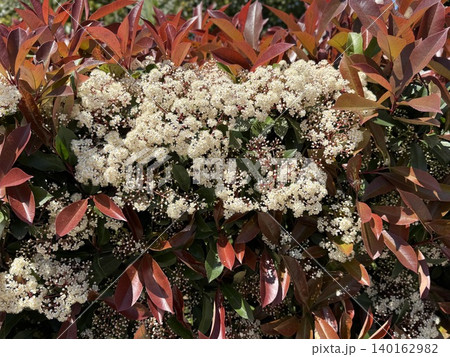 White blossoms and red leaves on a bush create a vibrant natural background 140162982