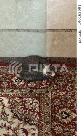 Cat sleeping curled up on ornate patterned carpet inside building interior relaxing comfortably Cat sleeping curled up on ornate patterned carpet inside building interior relaxing comfortably 140162991