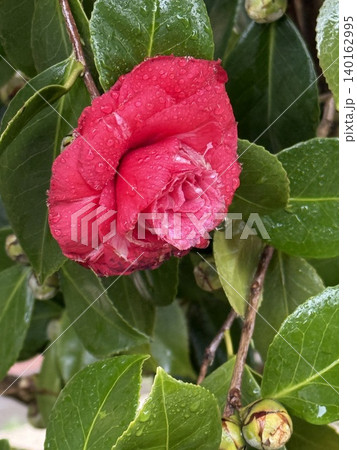 Red camellia flower with dewdrops on lush green leaves background Red camellia flower with dewdrops on lush green leaves background 140162995