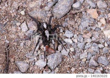 生き物 蜘蛛 ヒノマルコモリグモ、オスです。黒い体に太目の白い縦すじ、第一脚にも白い模様 生き物 蜘蛛 ヒノマルコモリグモ、オスです。黒い体に太目の白い縦すじ、第一脚にも白い模様 140163020