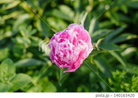 Lush Pink Peony Bud in Sunlit Summer Garden Lush Pink Peony Bud in Sunlit Summer Garden 140163420