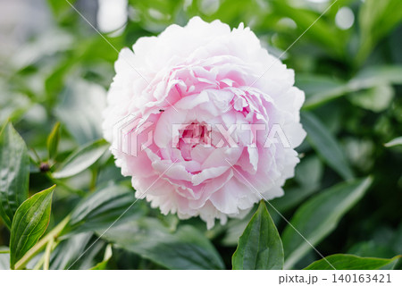Pale Pink Sarah Bernhardt Peony Flower Close Up Pale Pink Sarah Bernhardt Peony Flower Close Up 140163421