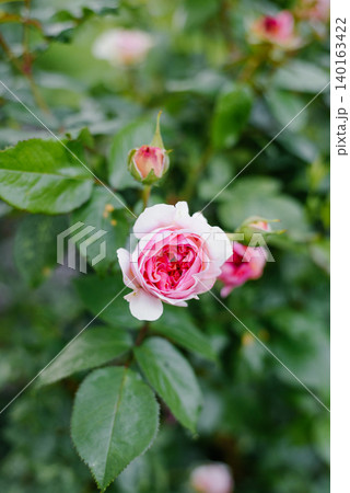Delicate Chippendale Rose Blossom In Sunny Garden Delicate Chippendale Rose Blossom In Sunny Garden 140163422
