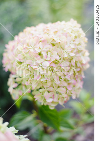 Compact Pinking Hydrangea Pixio In Summer Garden Compact Pinking Hydrangea Pixio In Summer Garden 140163425
