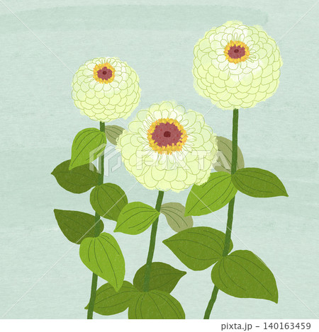 手描きの花のイラスト ジニア 手描きの花のイラスト ジニア 140163459